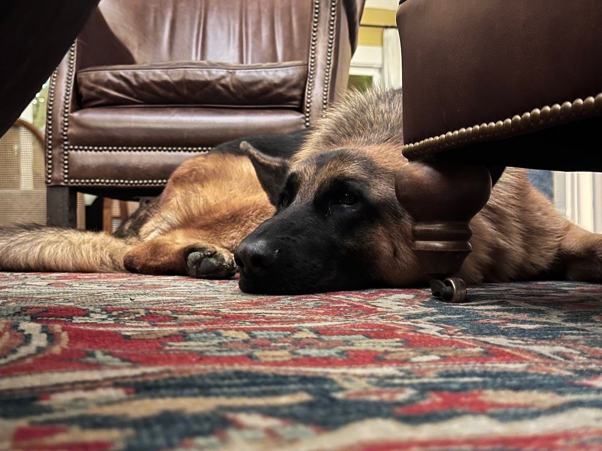 Max the hotel dog doesn’t have much to do with the FAQ, except that people do ask about him